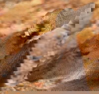 Australian animals Seascape and Sunset Photography Tour - Accommodation Broadbeach