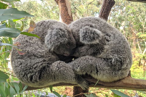 Central Coast Explorer With 'Personalised Sydney Tours' - Accommodation Broadbeach 5
