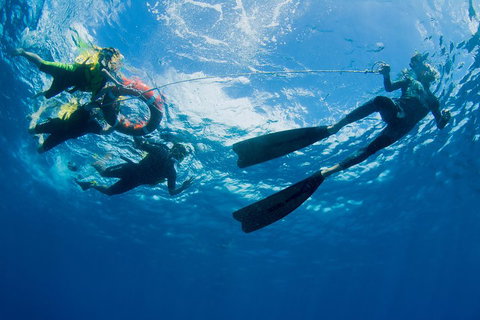 Passions Of Paradise Great Barrier Reef Snorkel And Dive Cruise From Cairns By Luxury Catamaran - Accommodation Broadbeach 2