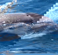 Jervis Bay Dolphin Watch Cruise - Accommodation Broadbeach