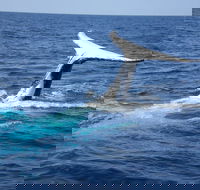 Whale Watching Jervis Bay - Accommodation Broadbeach