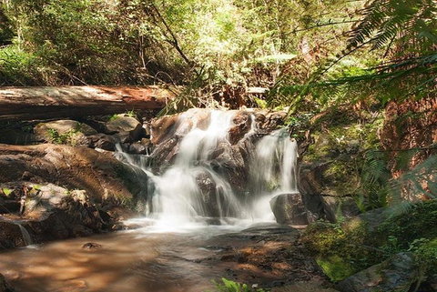 Discover Tour: Dandenong Ranges & William Ricketts Sanctuary - Accommodation Broadbeach 1