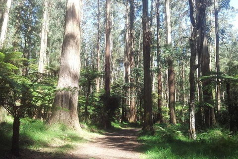 Discover Tour: Dandenong Ranges & William Ricketts Sanctuary - Accommodation Broadbeach 5