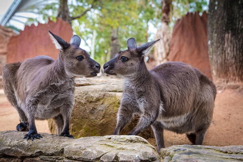 Australia Multi-City Attractions Pass - Accommodation Broadbeach 4