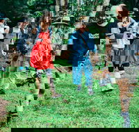 Let's Go Buggin  Let's Go Shroomin - Photography  Nature Walking Tours - Accommodation Broadbeach