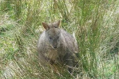 Leven Canyon Day Trip Including Wings Wildlife Park Or Gunns Plains Caves - Accommodation Broadbeach 3