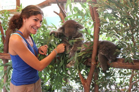 Pinnacles Desert, Koalas And Sandboarding 4WD Day Tour From Perth - Accommodation Broadbeach 5