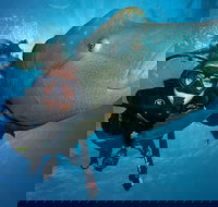 Great Barrier Reef Snorkeling and Diving Cruise from Cairns - Accommodation Broadbeach