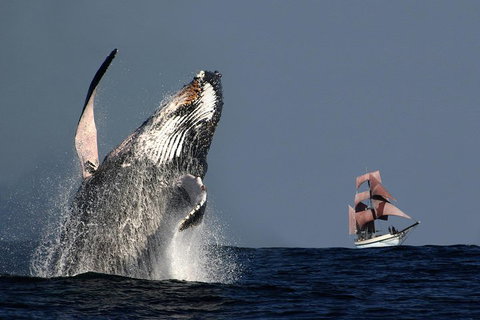 Sydney Harbour Tall Ship Whale & Sail - Whale Watching Cruise - Accommodation Broadbeach 0