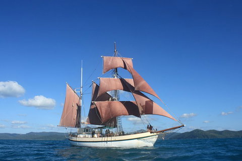 Sydney Harbour Tall Ship Whale & Sail - Whale Watching Cruise - Accommodation Broadbeach 1