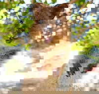 Discover Rottnest with Ferry  Bus Tour from Perth or Fremantle - Accommodation Broadbeach