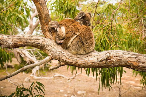 10 Day Perth To Adelaide Private Tour - The Great Australian Wilderness Journey - Accommodation Broadbeach 4