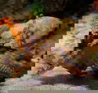 General Admission Entry at AQWA - Accommodation Broadbeach