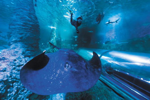 Snorkel With Sharks At AQWA - Accommodation Broadbeach 0