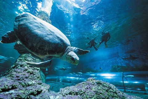 Snorkel With Sharks At AQWA - Accommodation Broadbeach 4