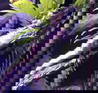 Cairns Aquarium Admission Ticket - Accommodation Broadbeach