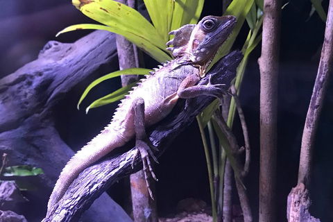 Cairns Aquarium Admission Ticket - Accommodation Broadbeach 0