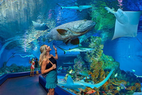 Cairns Aquarium Admission Ticket - Accommodation Broadbeach 3