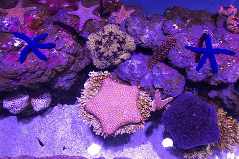 Cairns Aquarium Admission Ticket - Accommodation Broadbeach 5