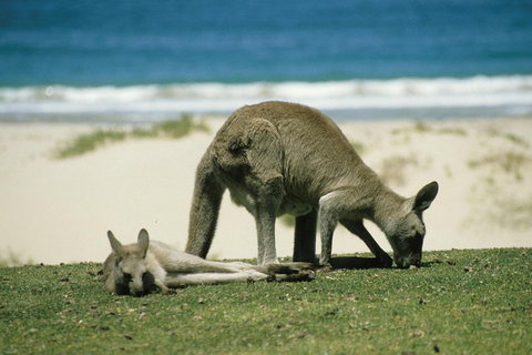 Great Ocean Road Highlights Tour - 2 Days, 1 Night - Accommodation Broadbeach 2