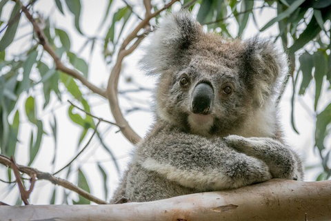 Great Ocean Road & Grampians National Park Tour - 3 Days, 2 Nights - Accommodation Broadbeach 2